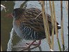 Water Rail