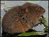 Water Vole