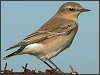 Wheatear