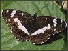 White Admiral