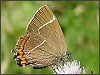 White-letter Hairstreak