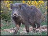 Wild Boar