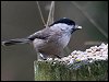 Willow Tit