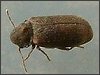 Woodworm Beetle