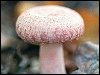 Wooly Milkcap