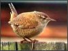 Wren