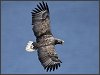 White-tailed Eagle