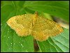Yellow Shell Moth