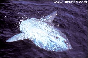 Sunfish - Photo © Copyright 2006 Graeme Cresswell