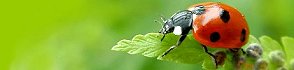 7-spot Ladybird (by G. Bradley)  For more info click the "Identify It" link