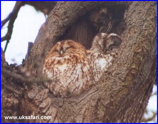 Pair of Tawny Owls