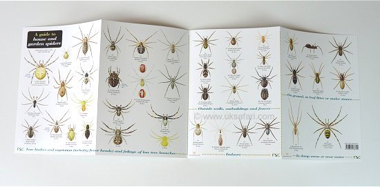 Spider Identify Chart