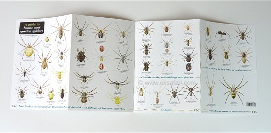 Spider Identification Chart