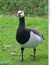 Barnacle Goose - Photo  Copyright 2007 Jo Hobart