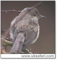 Barred Warbler - Photo  Copyright 2004 Steve Botham