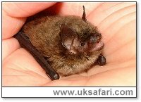 Brandt's Bat - Photo  Copyright 2002 Gary Bradley