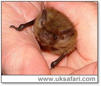 Soprano Pipistrelle - Photo  Copyright 2002 Gary Bradley