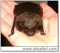 Serotine Bat - Photo  Copyright 2002 Gary Bradley