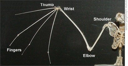 Bat Skeleton