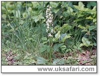 Butterfly Orchid - Photo  Copyright 2001 Gary Bradley