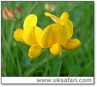 Bird's-Foot Trefoil - Photo  Copyright 2004 Gary Bradley