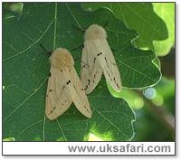 Buff Ermines - Photo  Copyright 2005 Alison Dark