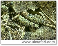 Enoicyla pusilla larvae - Photo  Copyright 2005 Tony Wharton