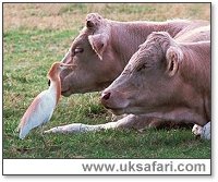 Cattle Egret with Cows - Photo  Copyright 2000 Gary Bradley