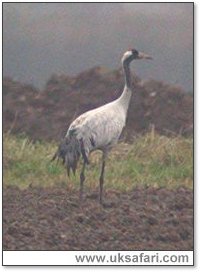 Common Crane - Photo © Copyright 2004 Steve Botham