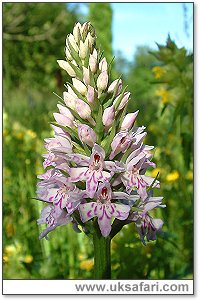 Common Spotted Orchid - Photo  Copyright 2003 Gary Bradley