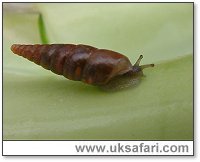 Plaited Dor Snail - Photo  Copyright 2005 Gary Bradley