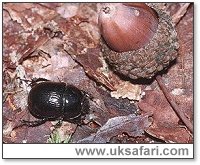 Dor Beetle - Photo  Copyright 2000 Gary Bradley