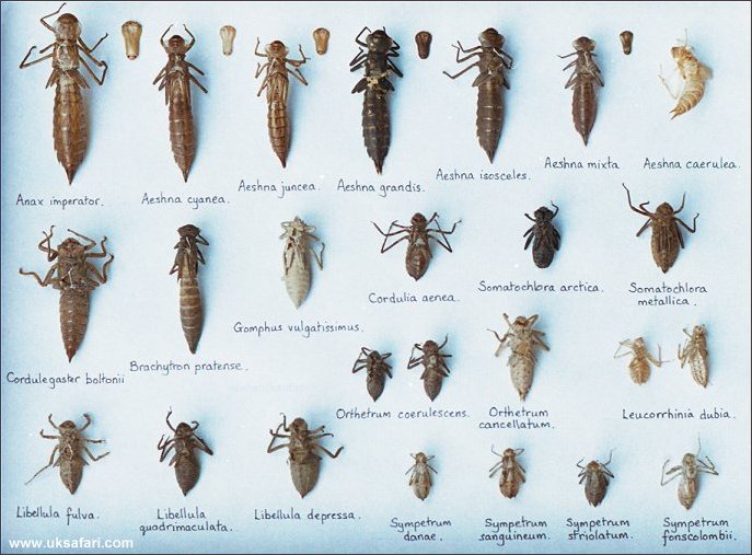 Larvae Identification Chart