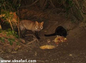 Cat + Foxes by Pat Bird