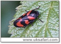 Froghopper - Photo  Copyright 2003 Gary Bradley