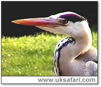 Grey Heron - Photo  Copyright 2003 Colin Ebdon