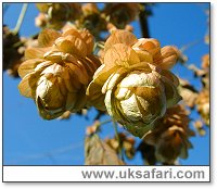 Hops - Photo  Copyright 2003 Gary Bradley