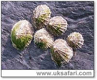 Limpets - Photo  Copyright 2000 Gary Bradley