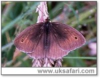 Meadow Brown - Photo  Copyright 2000 Gary Bradley