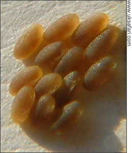 Close up Photos of Mint Leaf Beetle Eggs and Larva - UK Safari