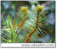 Marsh Hair Moss - Photo © Copyright 2004 Gary Bradley