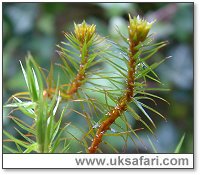 Marsh Hair Moss - Photo  Copyright 2004 Gary Bradley