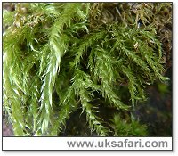 Ordinary Moss - Photo  Copyright 2004 Gary Bradley