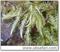 Stripe Moss - Photo © Copyright 2004 Gary Bradley