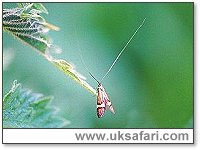 Longhorn Moth - Photo  Copyright 2002 Gary Bradley