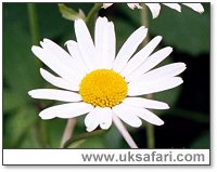 Ox-Eye Daisy - Photo  Copyright 2000 Gary Bradley