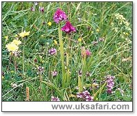 Pyramidal Orchid - Photo  Copyright 2003 Gary Bradley