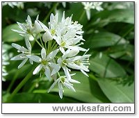 Ramsons - Photo  Copyright 2005 G. Bradley