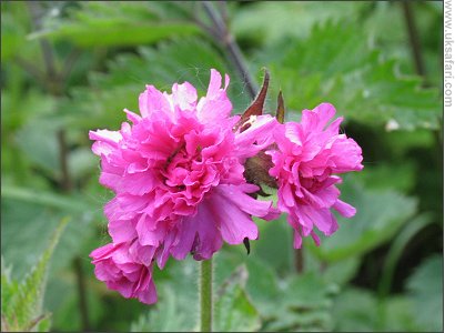 Double Red Campion - Photo  Copyright 2007 Alan Solomon
