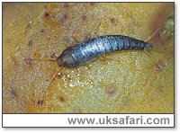 Silverfish - Photo  Copyright 2001 Gary Bradley